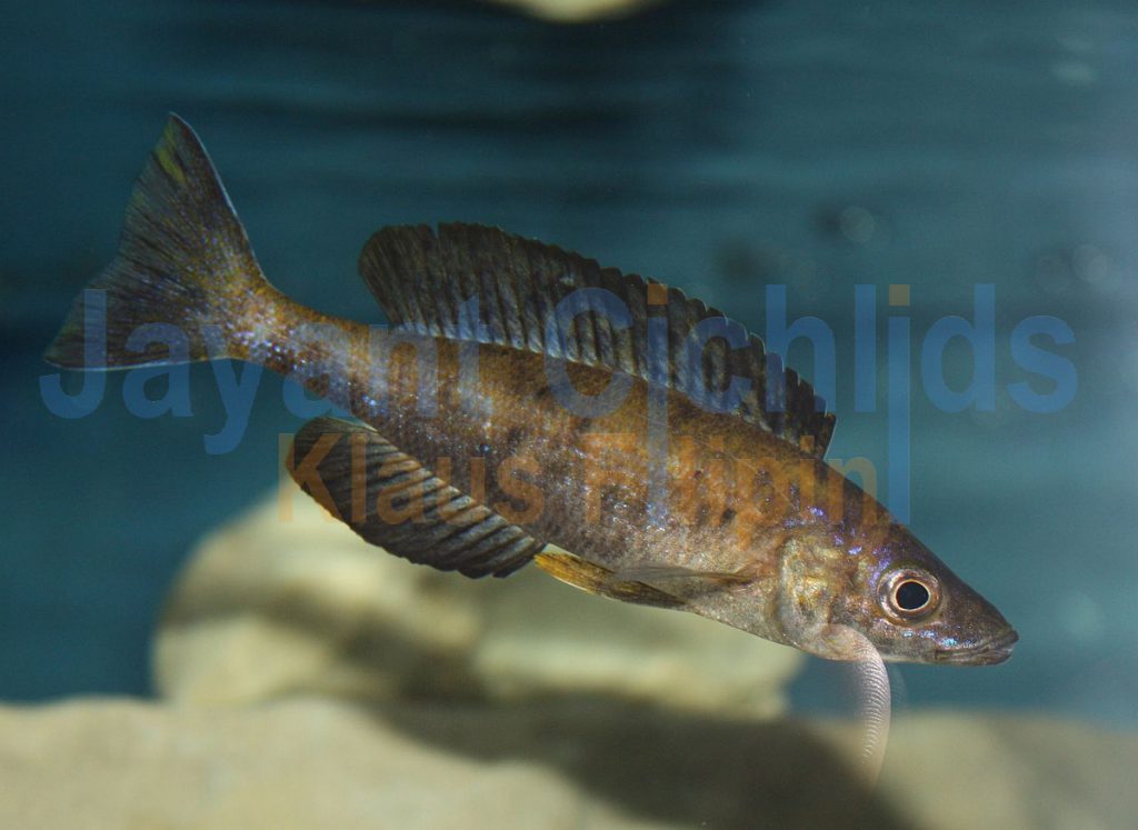 jayant cichlids klaus filipini tanganjika buntbarsch cichlide Cyprichromis microlepidotus Black Kiriza 015