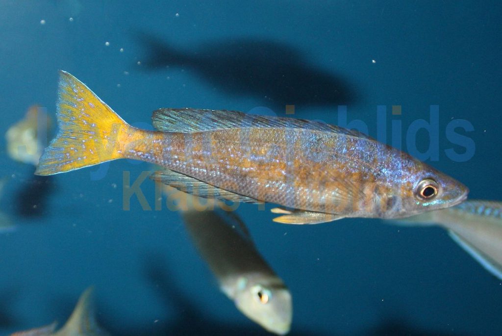 jayant cichlids klaus filipini tanganjika buntbarsch cichlide Cyprichromis microlepidotus Black Kiriza 017