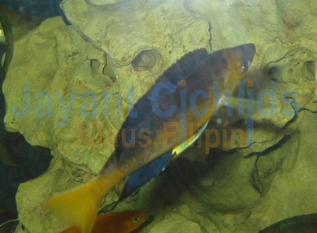 jayant cichlids klaus filipini tanganjika buntbarsch cichlide Cyprichromis microlepidotus Bulu Point 001