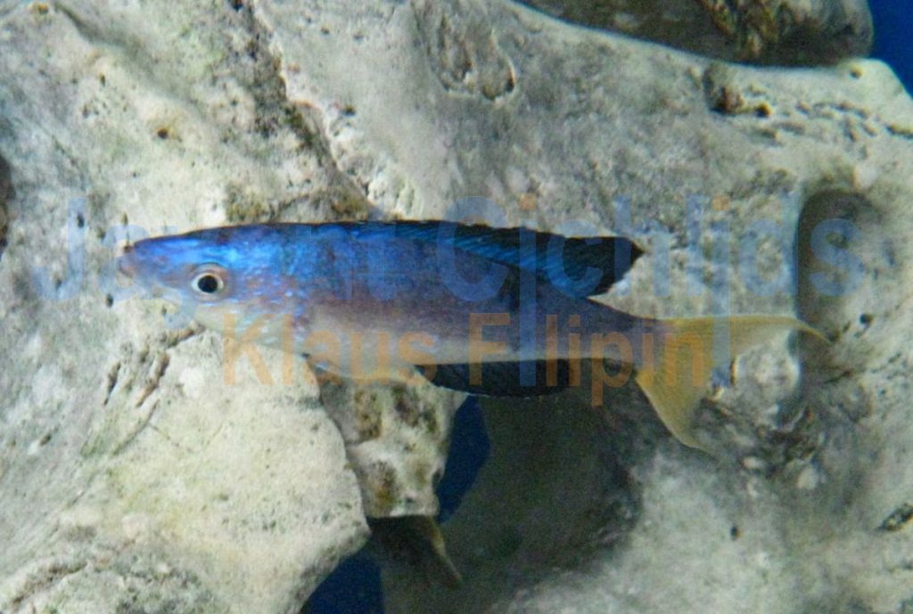 jayant cichlids klaus filipini tanganjika buntbarsch cichlide Cyprichromis microlepidotus Bulu Point 004