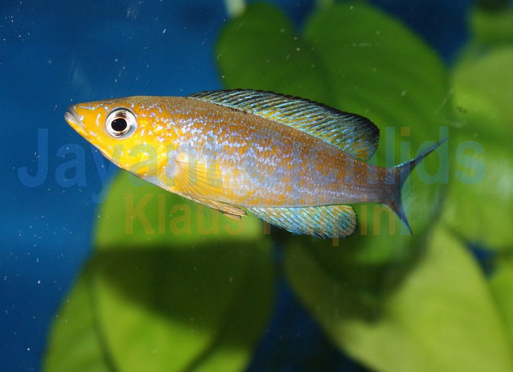 jayant cichlids klaus filipini tanganjika buntbarsch cichlide Cyprichromis microlepidotus Caramba 022