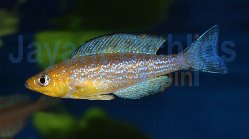 jayant cichlids klaus filipini tanganjika buntbarsch cichlide Cyprichromis microlepidotus Caramba 023