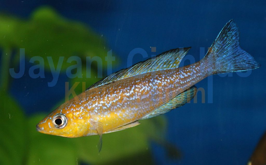 jayant cichlids klaus filipini tanganjika buntbarsch cichlide Cyprichromis microlepidotus Caramba 024