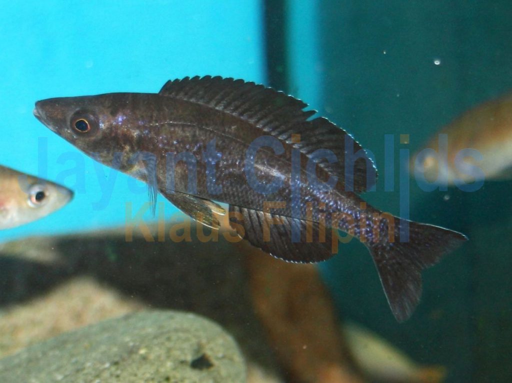 jayant cichlids klaus filipini tanganjika buntbarsch cichlide Cyprichromis microlepidotus Kainda 024