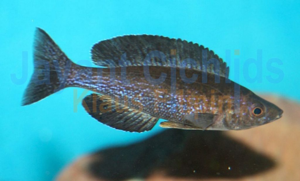 jayant cichlids klaus filipini tanganjika buntbarsch cichlide Cyprichromis microlepidotus Kainda 028