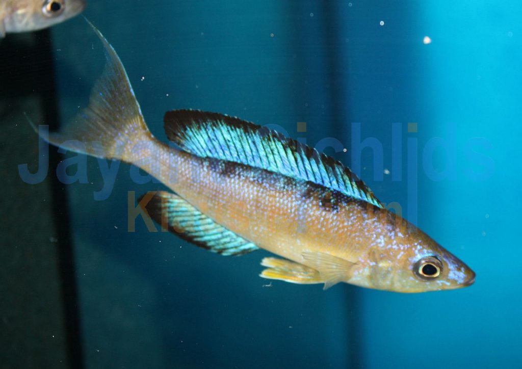 jayant cichlids klaus filipini tanganjika buntbarsch cichlide Cyprichromis microlepidotus Karilani 033
