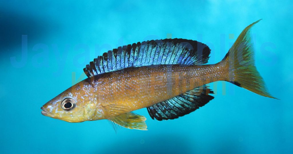 jayant cichlids klaus filipini tanganjika buntbarsch cichlide Cyprichromis microlepidotus Karilani 034