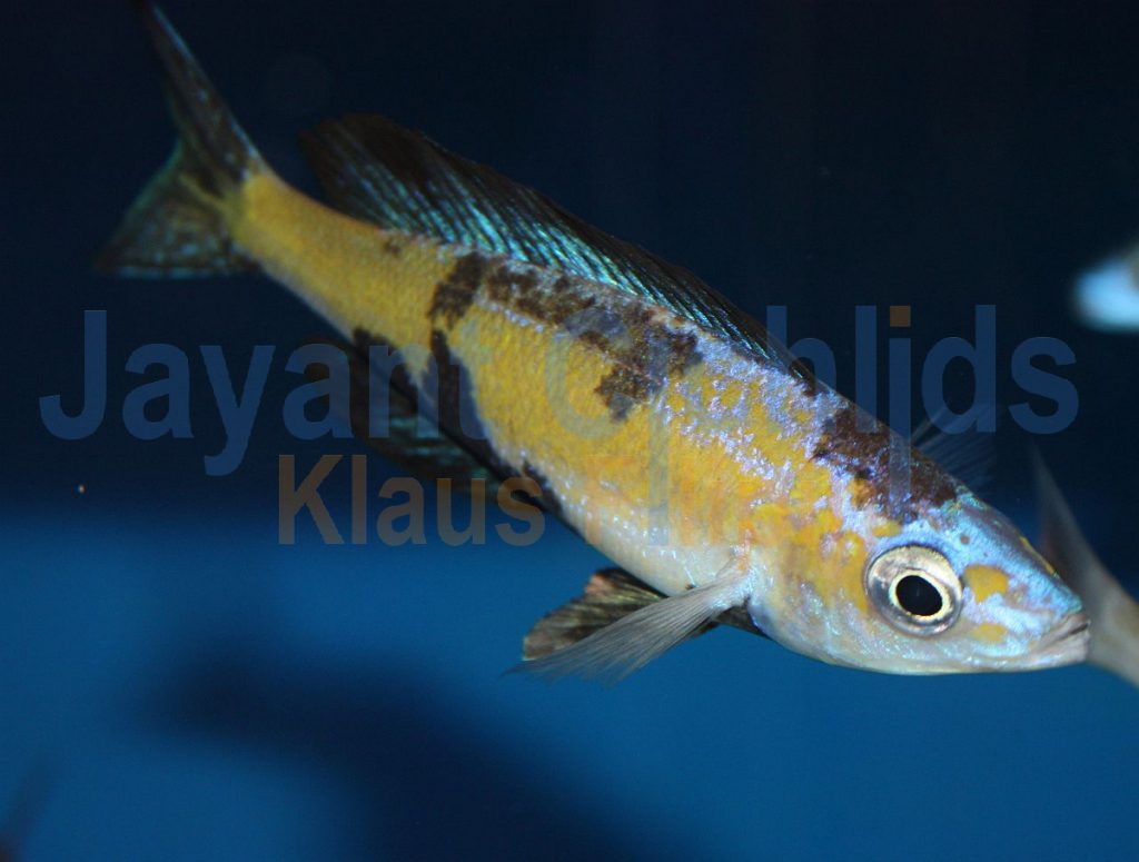 jayant cichlids klaus filipini tanganjika buntbarsch cichlide Cyprichromis microlepidotus Kasai 027