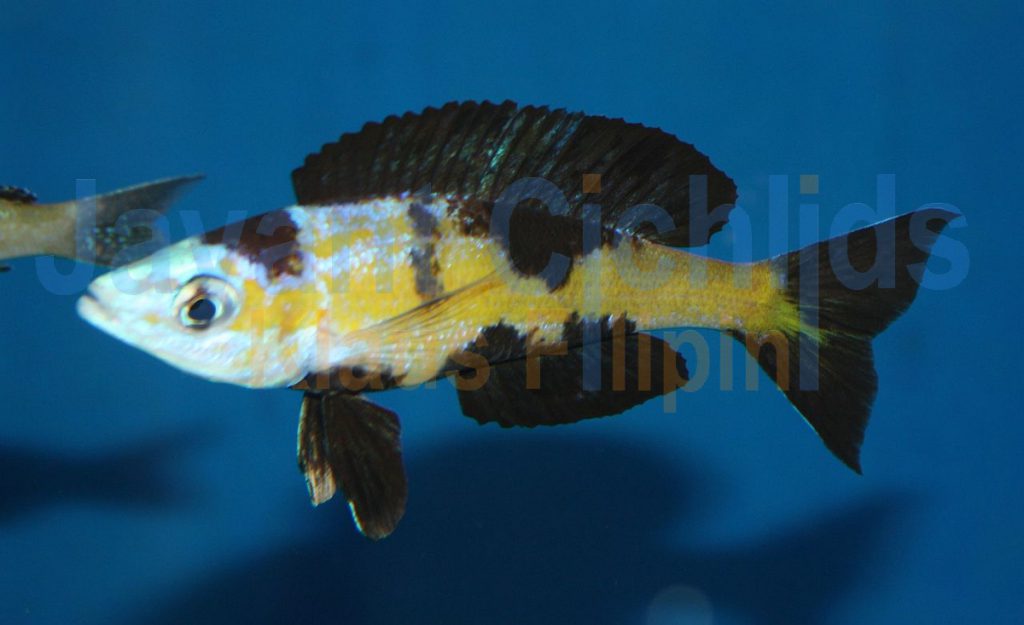 jayant cichlids klaus filipini tanganjika buntbarsch cichlide Cyprichromis microlepidotus Kasai 033