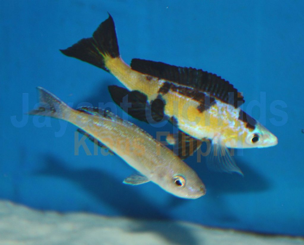 jayant cichlids klaus filipini tanganjika buntbarsch cichlide Cyprichromis microlepidotus Kasai 034