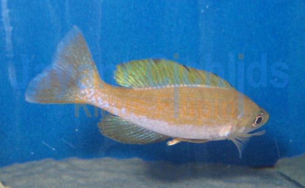 jayant cichlids klaus filipini tanganjika buntbarsch cichlide Cyprichromis microlepidotus Kigoma 028