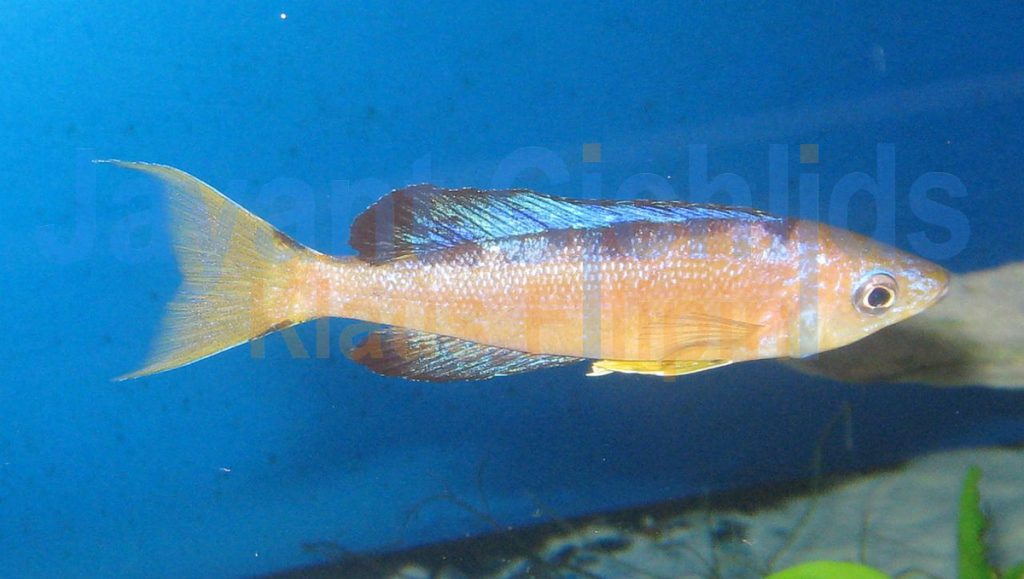 jayant cichlids klaus filipini tanganjika buntbarsch cichlide Cyprichromis microlepidotus Kigoma 031