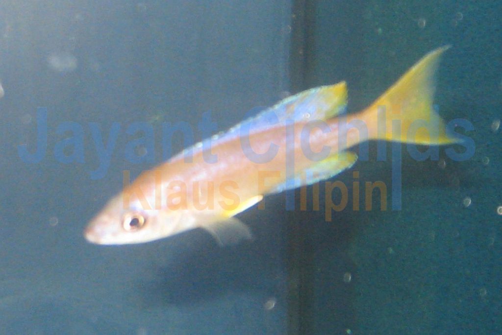 jayant cichlids klaus filipini tanganjika buntbarsch cichlide Cyprichromis microlepidotus Lyamembe 025