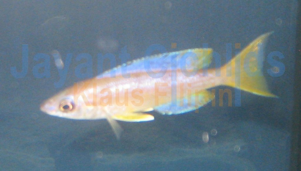 jayant cichlids klaus filipini tanganjika buntbarsch cichlide Cyprichromis microlepidotus Lyamembe 026