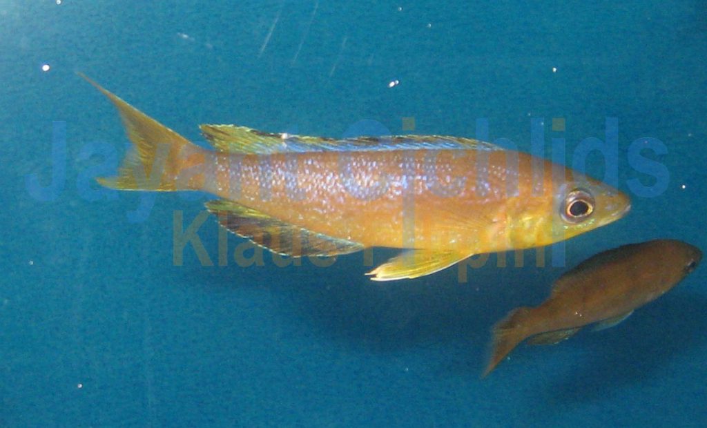 jayant cichlids klaus filipini tanganjika buntbarsch cichlide Cyprichromis microlepidotus Lyamembe 027