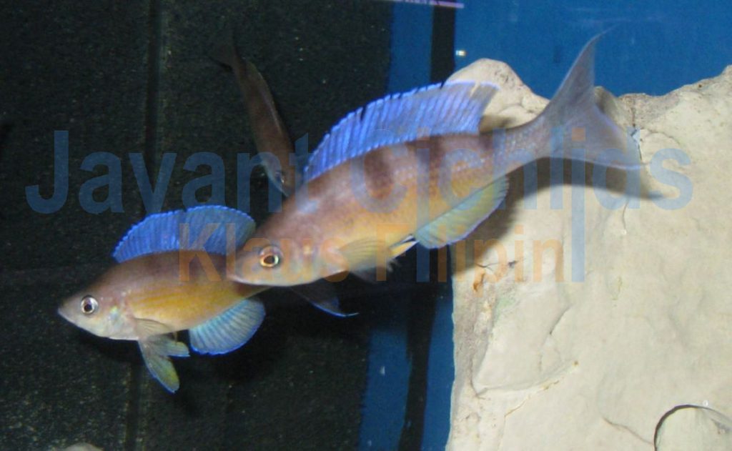 jayant cichlids klaus filipini tanganjika buntbarsch cichlide Cyprichromis zonatus 001