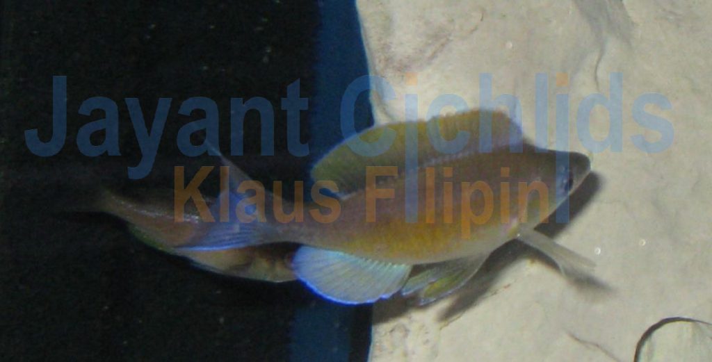 jayant cichlids klaus filipini tanganjika buntbarsch cichlide Cyprichromis zonatus 002