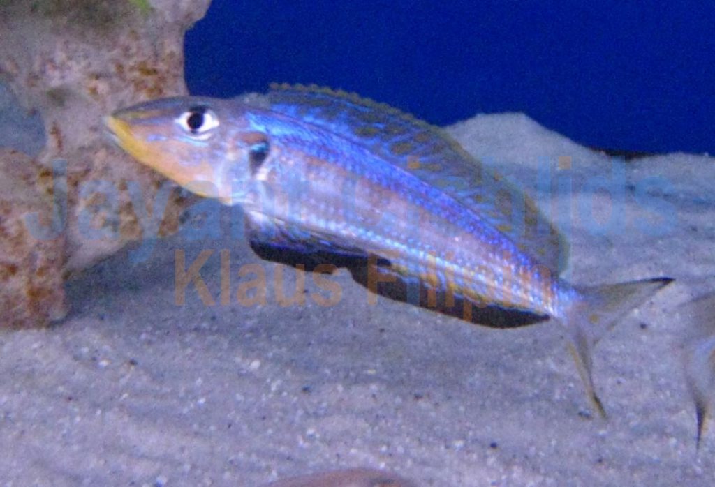 jayant cichlids klaus filipini tanganjika buntbarsch cichlide Enantiopus melanogenys Kigoma 004