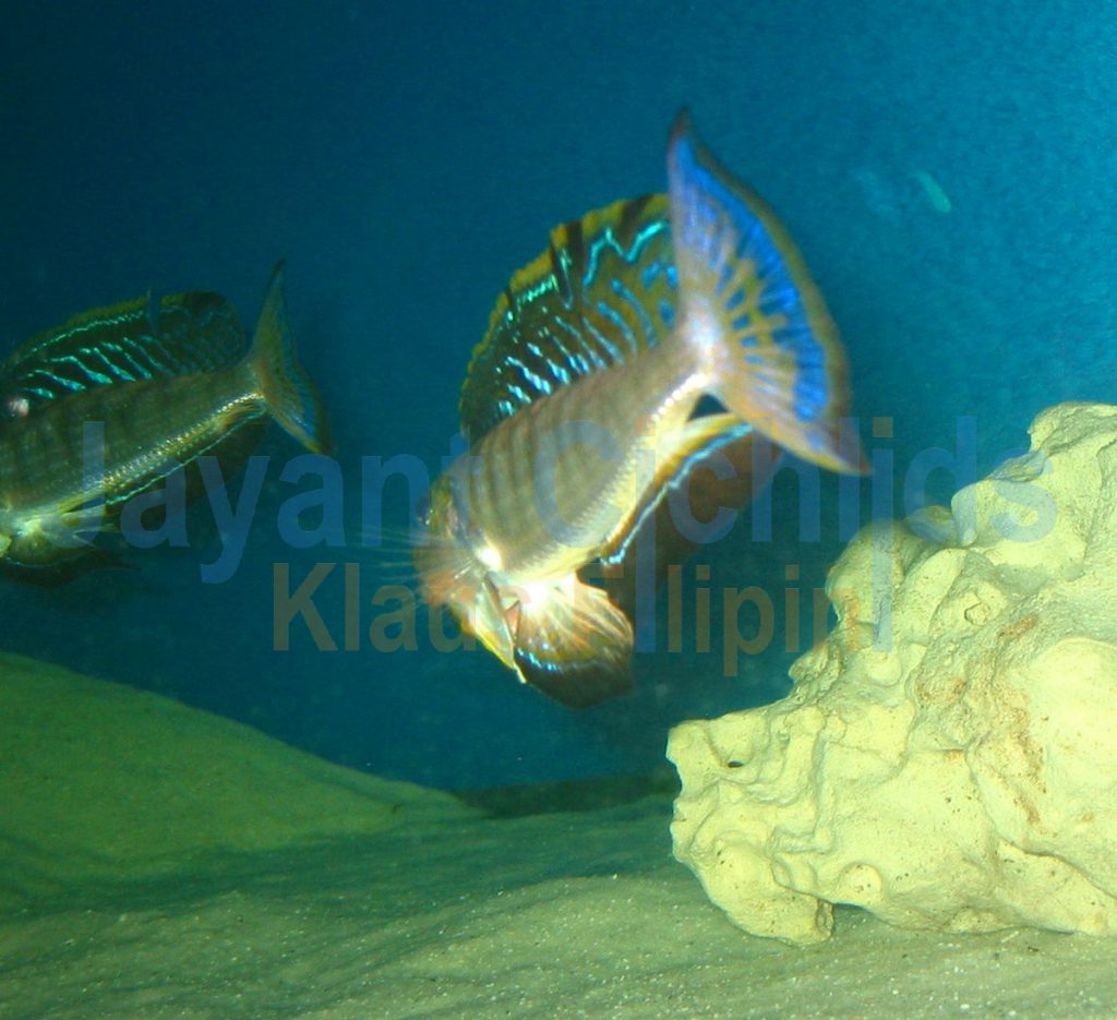 jayant cichlids klaus filipini tanganjika buntbarsch cichlide Enantiopus melanogenys Makola 007