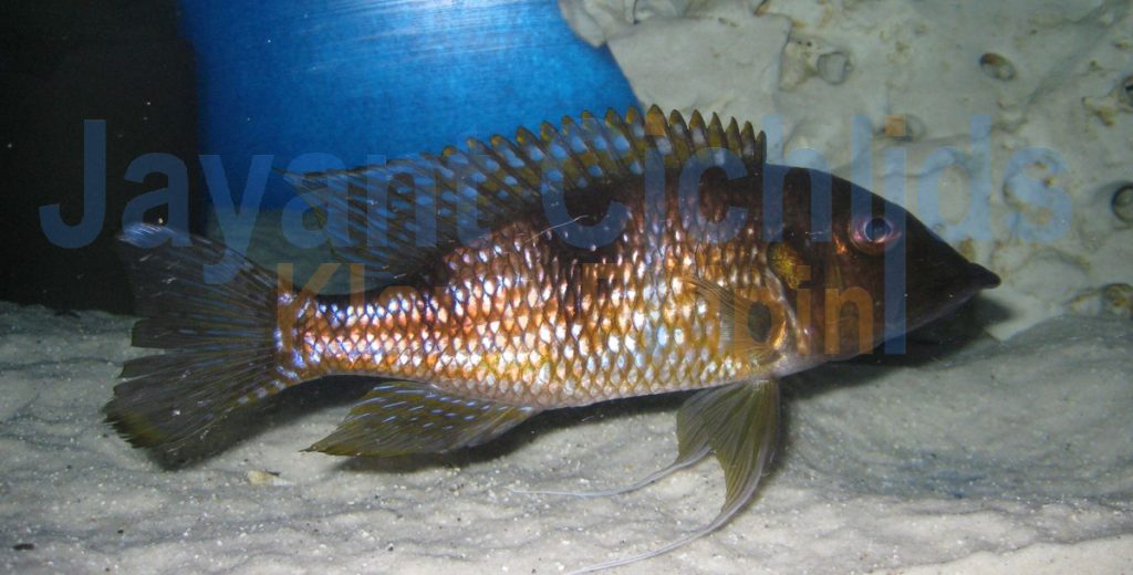 jayant cichlids klaus filipini tanganjika buntbarsch cichlide Gnathochromis permaxillares 024