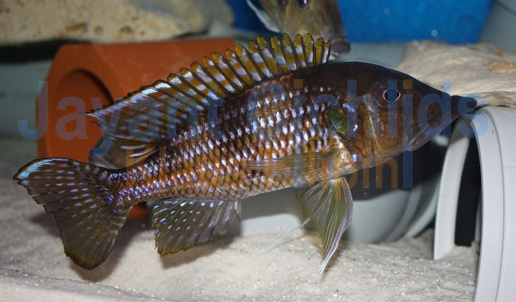 jayant cichlids klaus filipini tanganjika buntbarsch cichlide Gnathochromis permaxillares 028