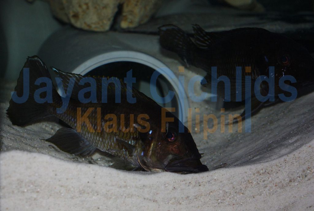 jayant cichlids klaus filipini tanganjika buntbarsch cichlide Gnathochromis permaxillares 033