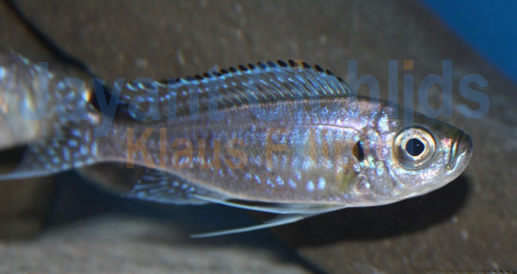 jayant cichlids klaus filipini tanganjika buntbarsch cichlide Haplotaxodon microlepis 028
