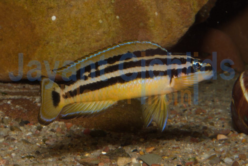 jayant cichlids klaus filipini tanganjika buntbarsch cichlide Julidochromis ornatus yellow Zaire 001