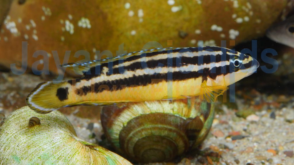jayant cichlids klaus filipini tanganjika buntbarsch cichlide Julidochromis ornatus yellow Zaire 004