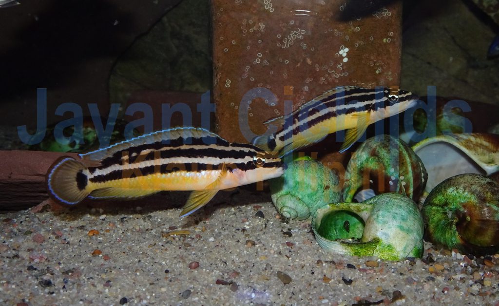 jayant cichlids klaus filipini tanganjika buntbarsch cichlide Julidochromis ornatus yellow Zaire 006