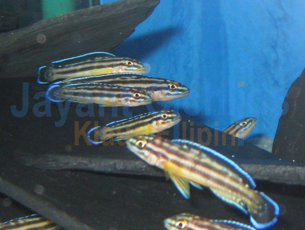jayant cichlids klaus filipini tanganjika buntbarsch cichlide Julidochromis regani Kipilli 001