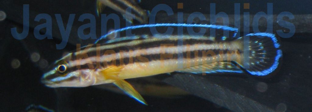 jayant cichlids klaus filipini tanganjika buntbarsch cichlide Julidochromis regani Kipilli 002