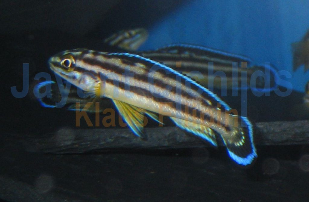 jayant cichlids klaus filipini tanganjika buntbarsch cichlide Julidochromis regani Kipilli 003