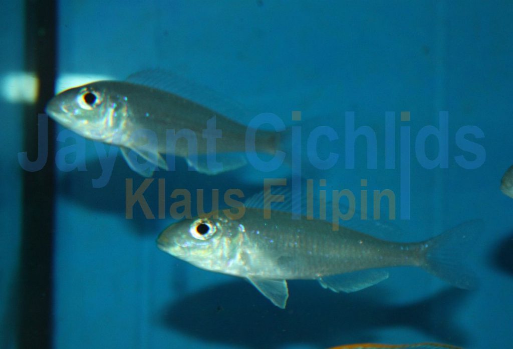 jayant cichlids klaus filipini tanganjika buntbarsch cichlide Microdontochromis rotundiventralis 007