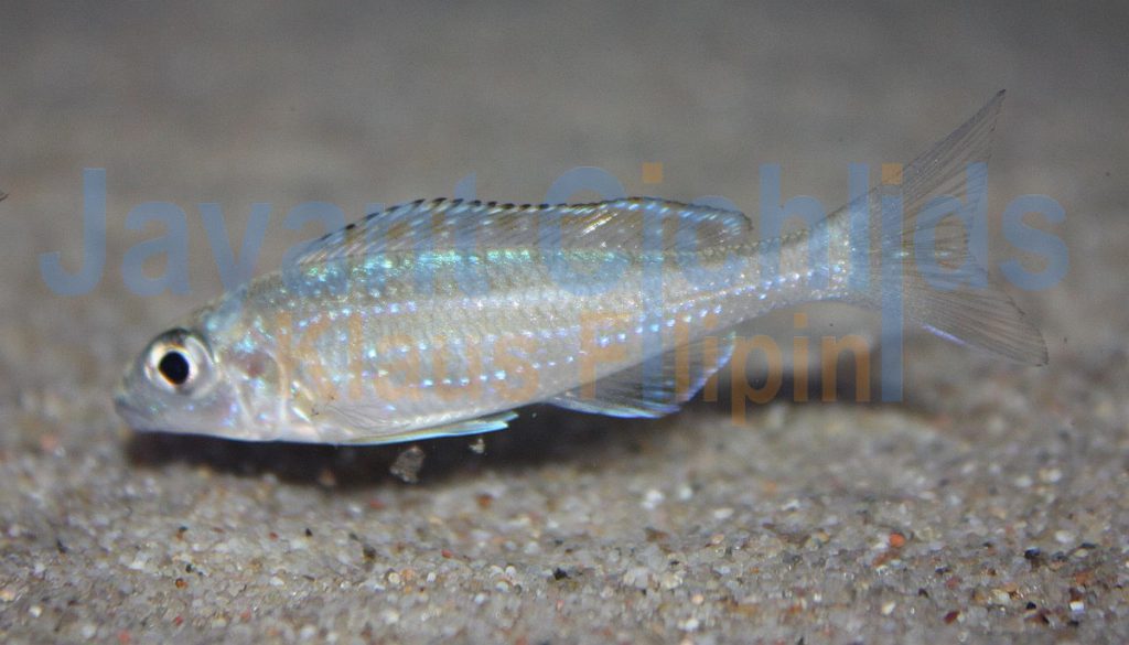 jayant cichlids klaus filipini tanganjika buntbarsch cichlide Microdontochromis rotundiventralis 009