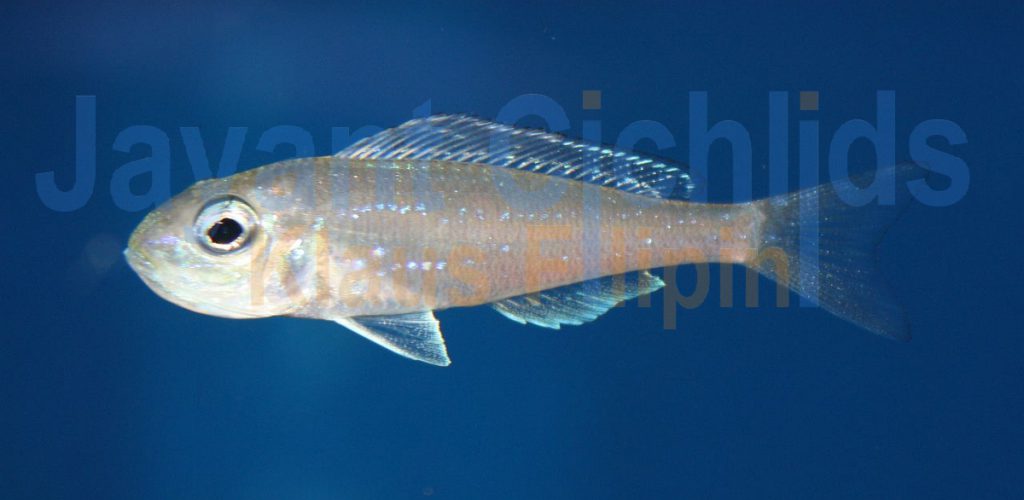 jayant cichlids klaus filipini tanganjika buntbarsch cichlide Microdontochromis rotundiventralis 010