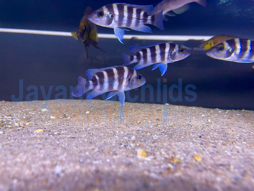 jayant cichlids klaus filipini tanganjika buntbarsch cichlide Neolamprologus sexfasciatus Blue Sambia 04