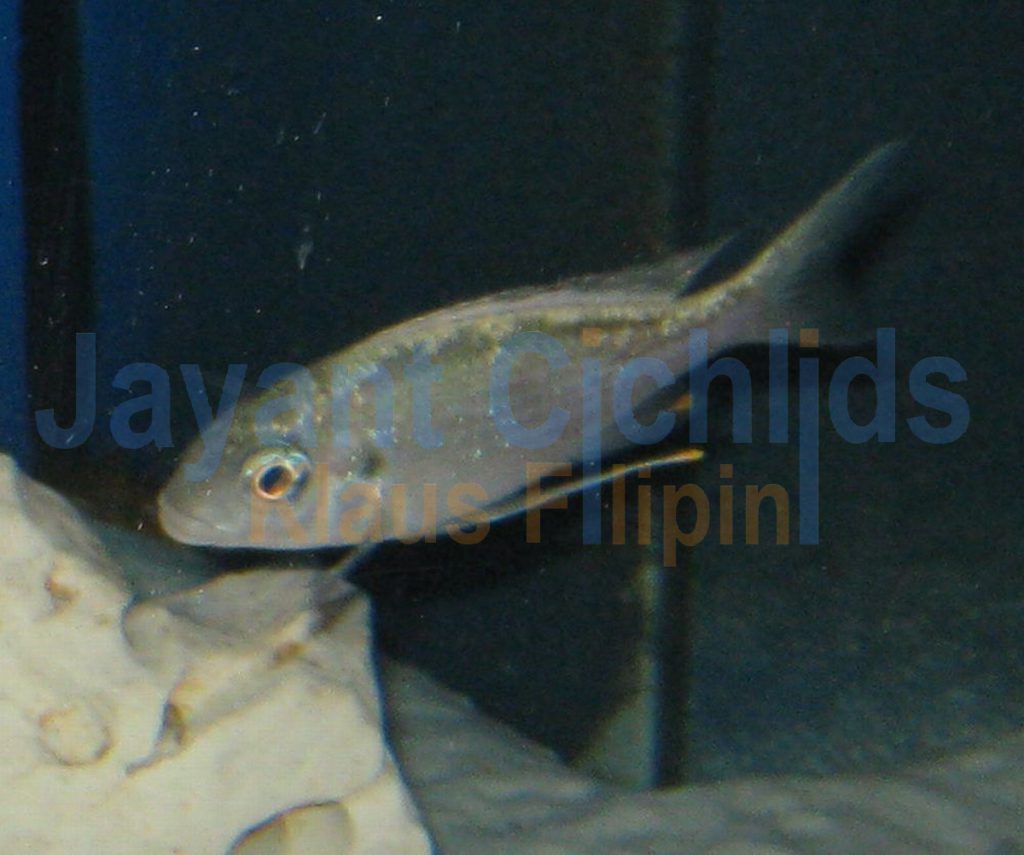 jayant cichlids klaus filipini tanganjika buntbarsch cichlide Ophthalmotilapia ventralis Kigoma 004