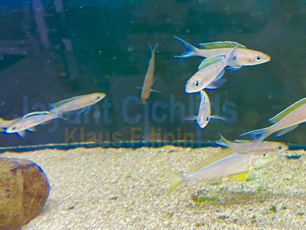 jayant cichlids klaus filipini tanganjika buntbarsch cichlide Paracyprichromis Brieni verlifer kitumba 02
