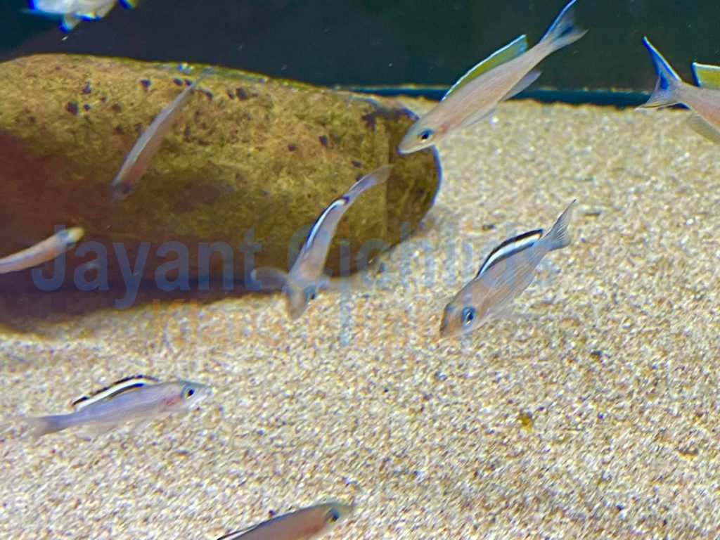 jayant cichlids klaus filipini tanganjika buntbarsch cichlide Paracyprichromis Brieni verlifer kitumba 07