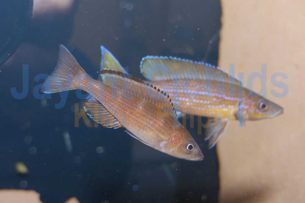 jayant cichlids klaus filipini tanganjika buntbarsch cichlide Paracyprichromis brieni Isanga 002