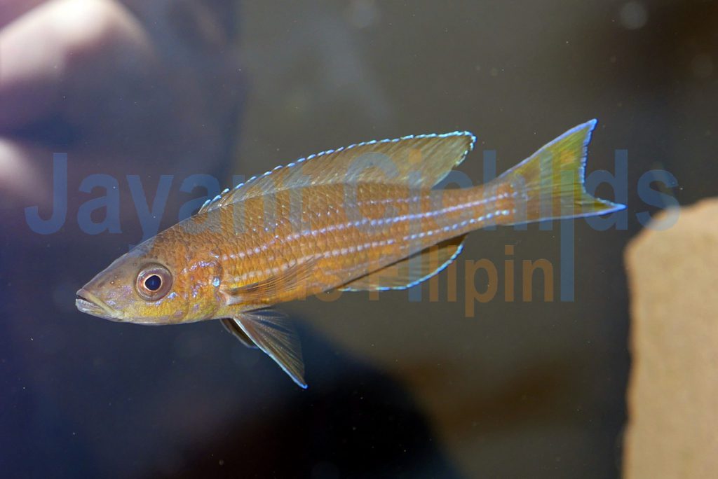 jayant cichlids klaus filipini tanganjika buntbarsch cichlide Paracyprichromis brieni Isanga 009