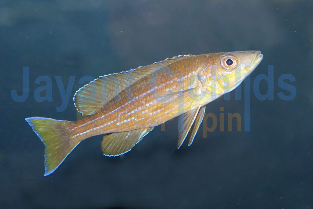 jayant cichlids klaus filipini tanganjika buntbarsch cichlide Paracyprichromis brieni Isanga 010