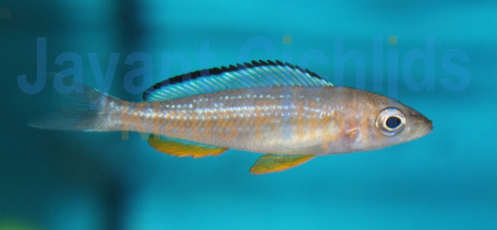 jayant cichlids klaus filipini tanganjika buntbarsch cichlide Paracyprichromis brieni Kisono 005