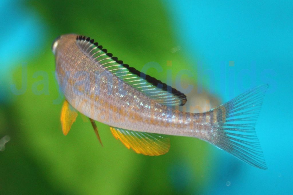 jayant cichlids klaus filipini tanganjika buntbarsch cichlide Paracyprichromis brieni Kisono 006