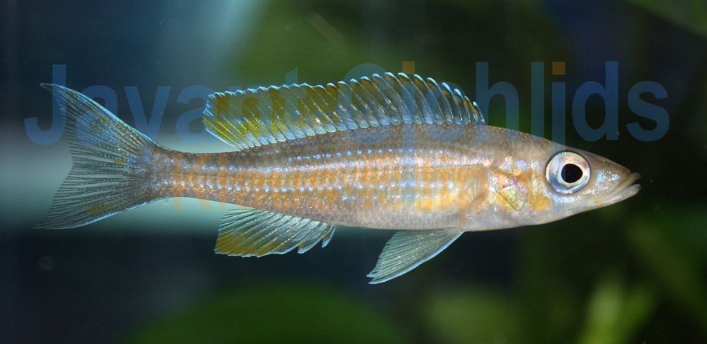 jayant cichlids klaus filipini tanganjika buntbarsch cichlide Paracyprichromis brieni Lusingu 008
