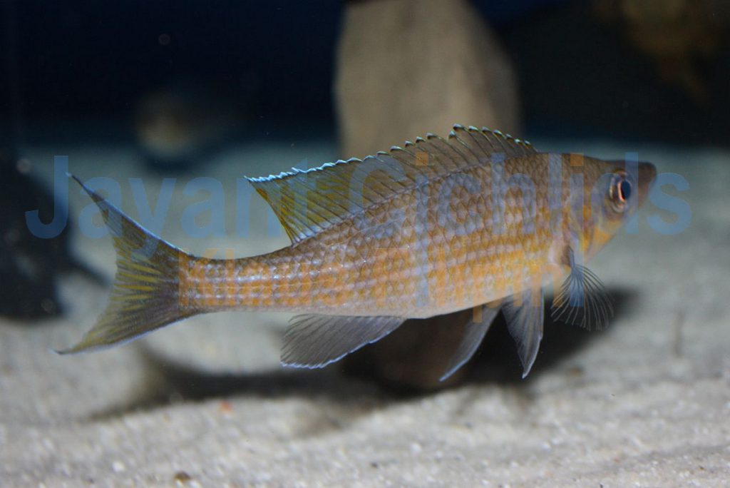 jayant cichlids klaus filipini tanganjika buntbarsch cichlide Paracyprichromis brieni Lusingu 011