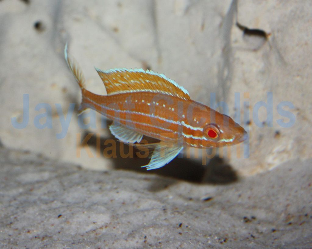 jayant cichlids klaus filipini tanganjika buntbarsch cichlide Paracyprichromis nigripinnis Blue neon Albino 025