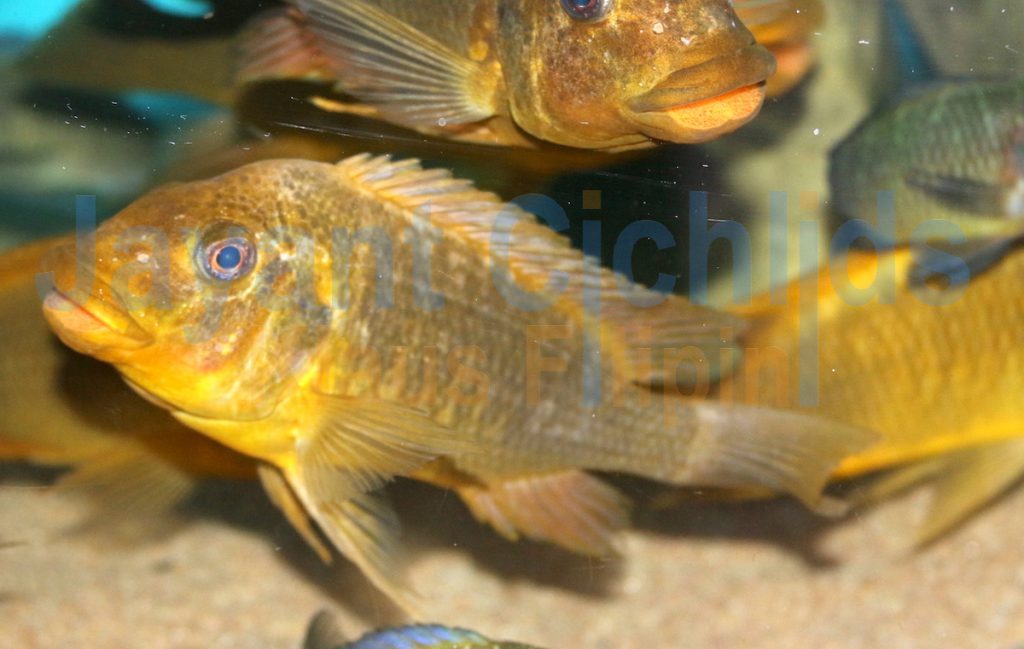 jayant cichlids klaus filipini tanganjika buntbarsch cichlide Petrochromis ephippium Moshi 004