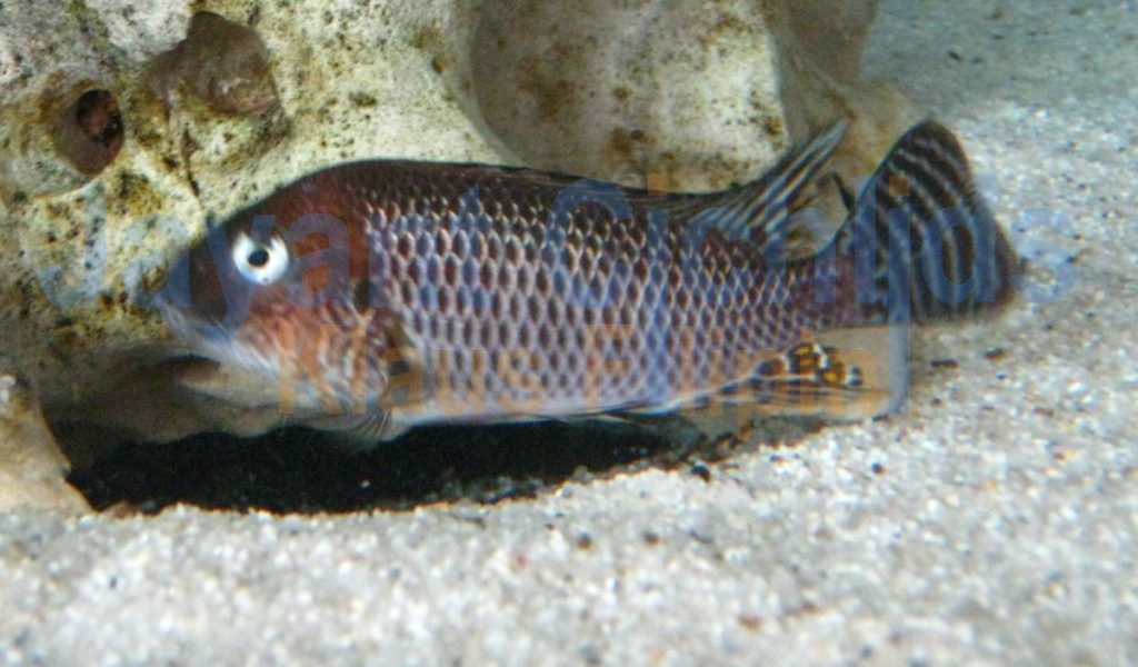 jayant cichlids klaus filipini tanganjika buntbarsch cichlide Petrochromis famula Kampampa 001